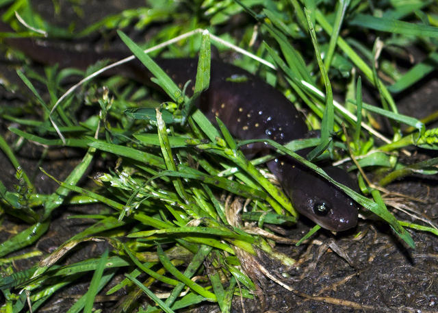 Salamander Hiding
