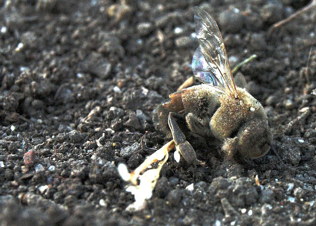 Dead Bee Half