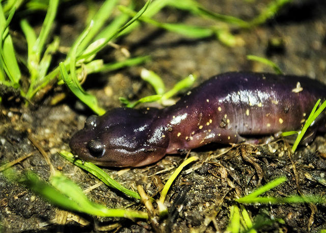 Salamander