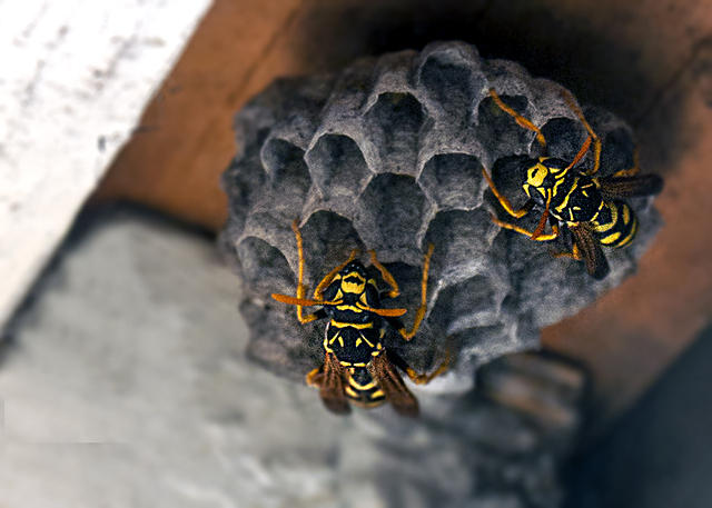 Hornets Making Nest