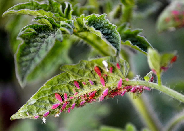 Aphids Devouring Leaf2