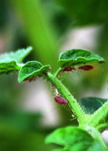 Aphids