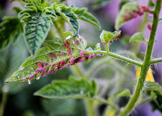 Aphids Devouring Leaf