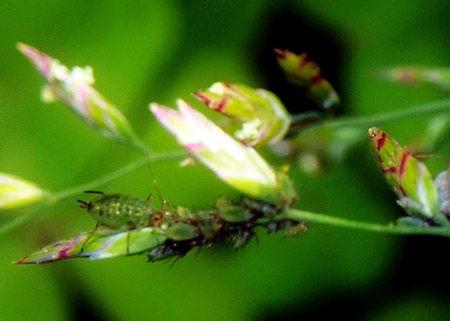 Aphids