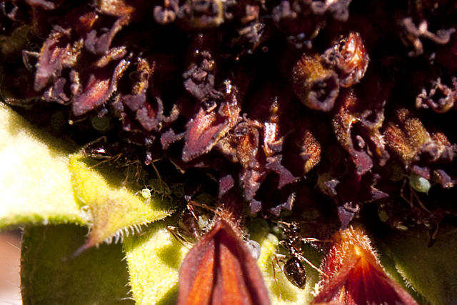 Ants and Aphids2