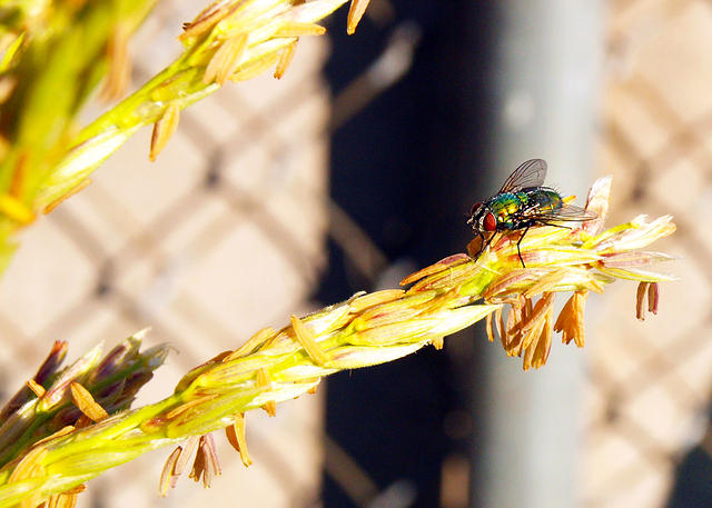 Fly on Corn
