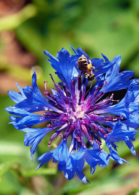 Bachelor's Button Bug