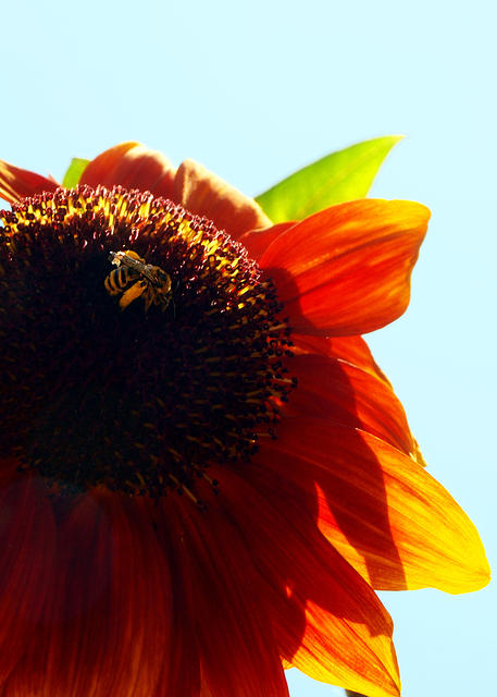 Sunflower Bee