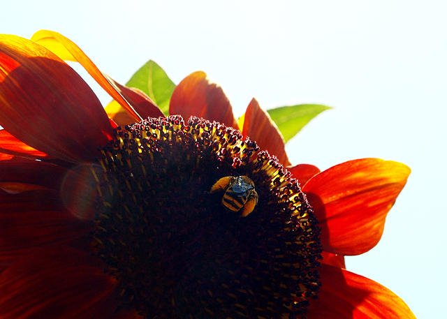 Sunflower Bee4