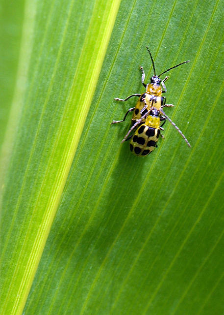 Beetles Getting It on