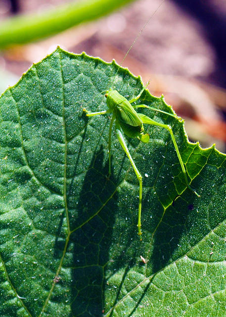 Katydid