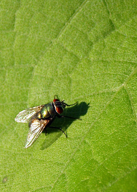 Green Fly