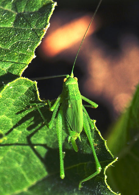 Katydid