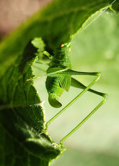 Katydid2