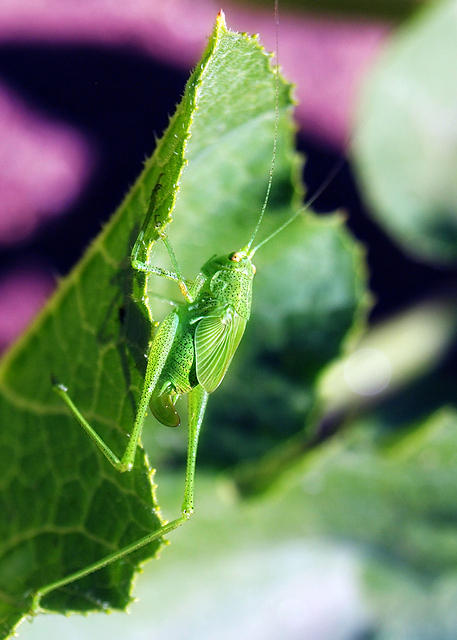 Katydid3