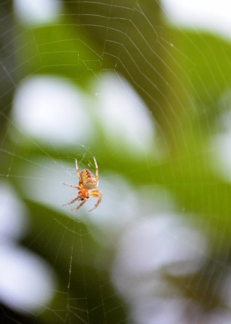 Spider in web