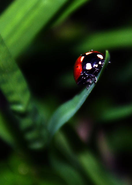 Ladybug Looking