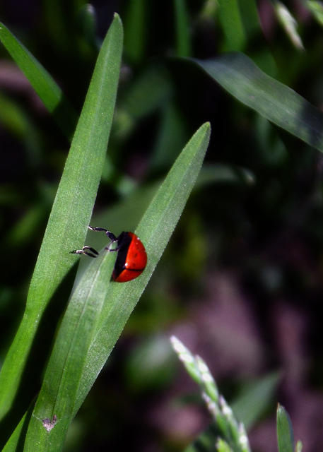 Ladybug Dangling