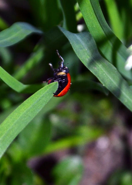 Ladybug Flailing