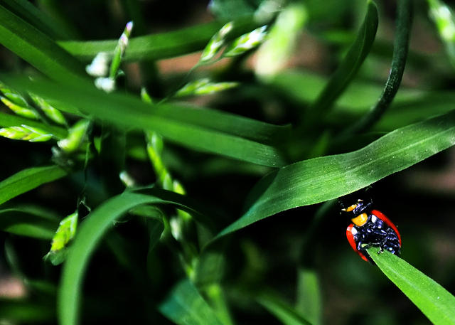Ladybug Underside