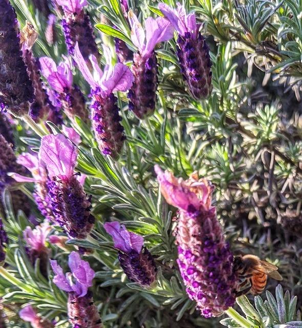 Lavender Bee