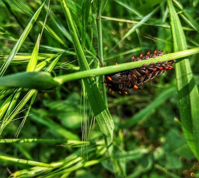 Swallowtail Caterpillar