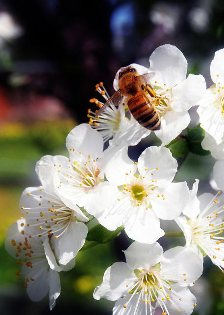 Bee Blossoms