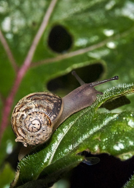 Snail