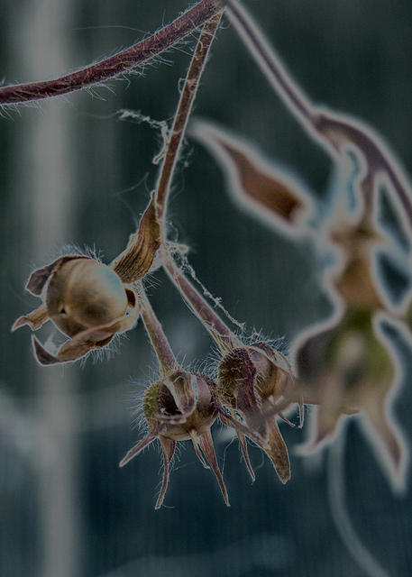 Seed Pods