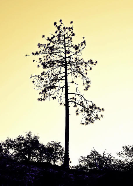 Lone Tree