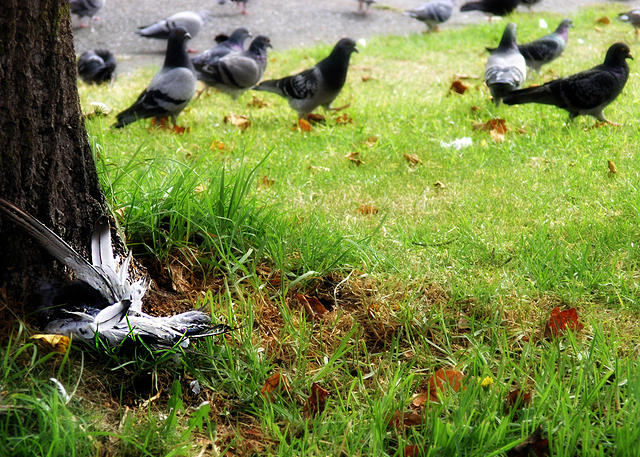 Dead Pigeon
