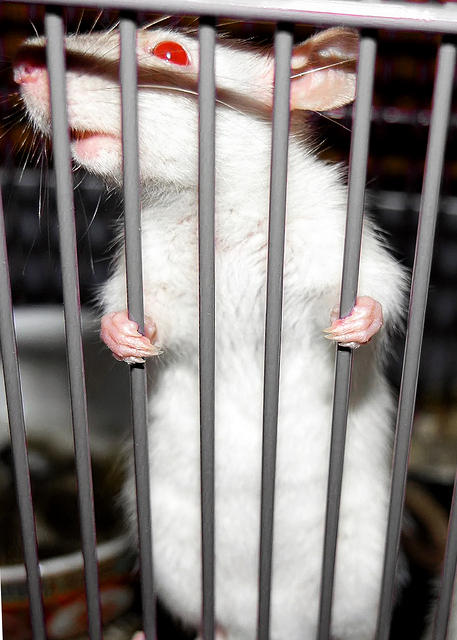 Rat Jail