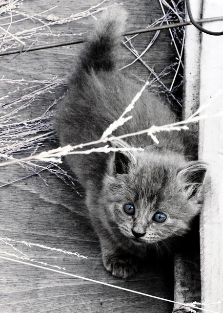 Blue Grey Kitten