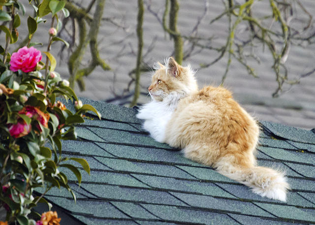 Cat on a Roof