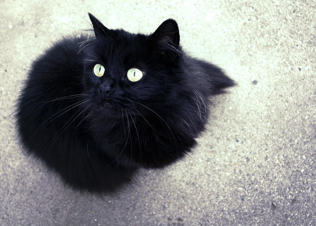 Luna Prim and Proper