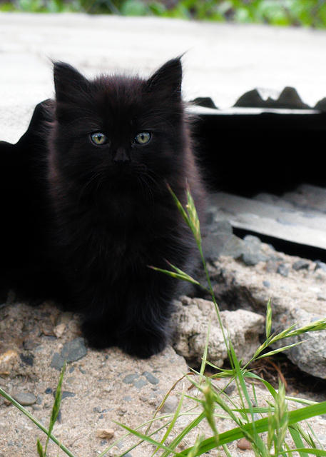Black Kitten