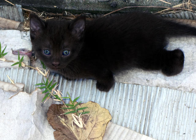 Blue-Eyed Kitten