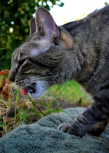 Grass Tastes Good