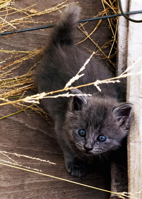 Gray Kitten