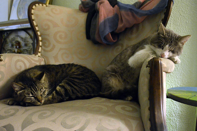 Rare Duo Sharing a Chair