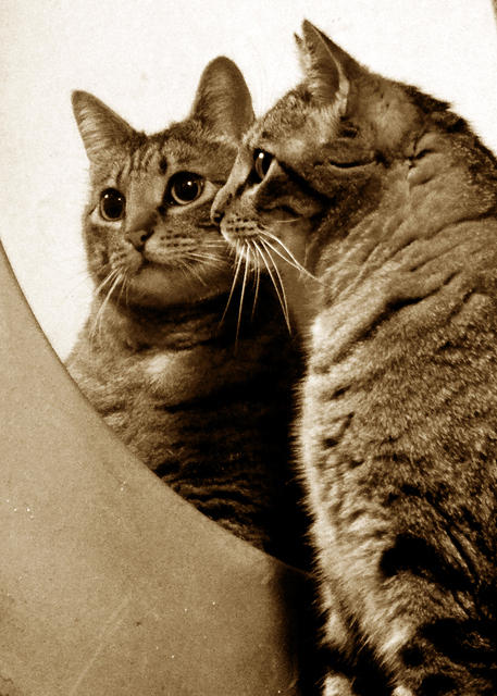 Mirror, Mirror Sepia