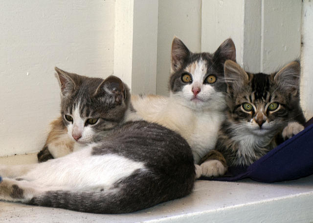 Kitten Cuddle Puddle
