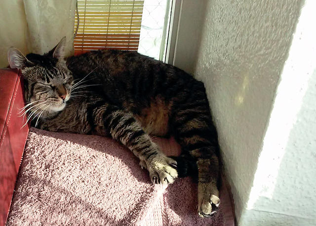 Puppy Corner Lounging