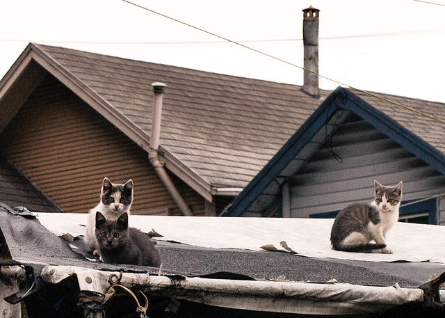 Rooftop Kittens