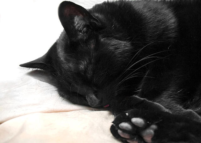 Tip of Myrrh's Tongue