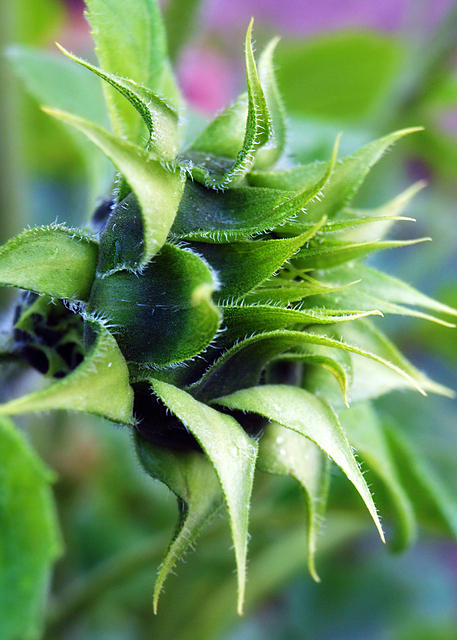 Unopened Sunflower