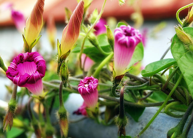 Morning Glories Furled