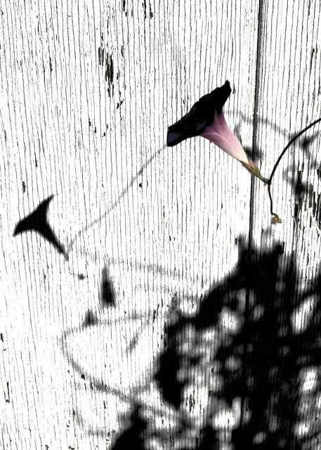 Morning Glory Silhouette