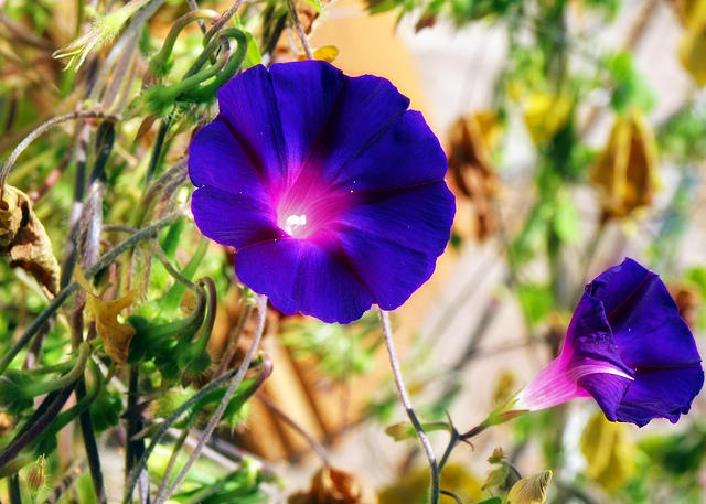 Morning Glory Trumpet