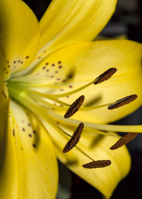 Stamen
